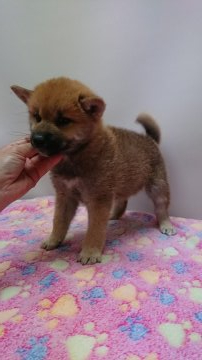 柴犬(標準サイズ)【岡山県・男の子・2019年2月26日・赤】の写真「連休、一緒に過ごせますよ🎵」