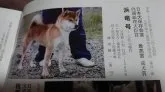 柴犬(標準サイズ)【岡山県・男の子・2018年10月1日・黒】の写真5「父犬  浜竜号  土佐元禄荘」