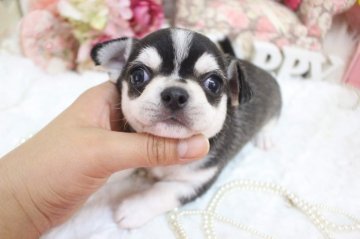 チワワ(スムース)【大阪府・男の子・2019年12月12日・フォーンホワイト】の写真「インパクト大の男の子💙」