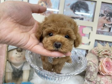 トイプードル(タイニー)【大阪府・男の子・2021年12月15日・レッド】の写真「ティータイニーの男の子💙」