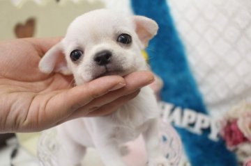 チワワ(スムース)【大阪府・男の子・2020年4月16日・クリーム】の写真「ムチムチの男の子💙」