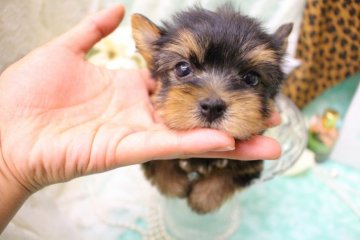 ヨークシャーテリア【大阪府・男の子・2016年9月29日・スチールブルー&タン】の写真「小ぶりの可愛い男の子♥」