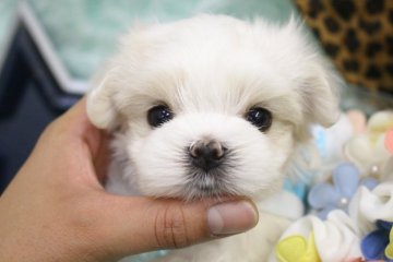 マルチーズ【大阪府・男の子・2016年9月15日・ホワイト】の写真「小ぶりのベビーフェイス僕ちゃん♪」