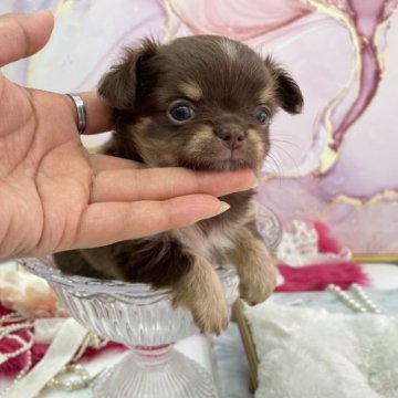 チワワ(ロング)【大阪府・女の子・2023年6月14日・チョコタン】の写真「イケメン🍫」