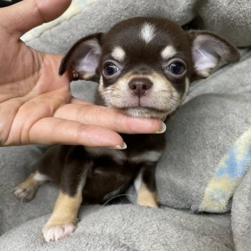 チワワ(スムース)【大阪府・男の子・2022年4月7日・チョコタン】の写真「男前君🤗」