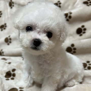 ビションフリーゼ【岐阜県・女の子・2024年7月10日・ホワイト】の写真「とっても可愛い見た目と性格ですよ」
