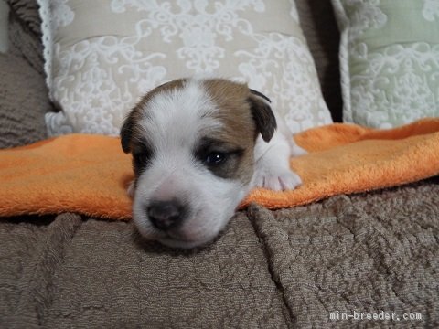 ジャックラッセルテリア 兵庫県 男の子 年4月5日 白茶 左右対称に入った綺麗なフレ ズの男の子 黒 リボン みんなのブリーダー 子犬id 04