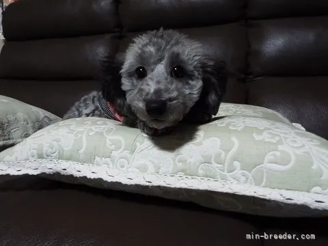 ヒロ 様のお迎えした子犬