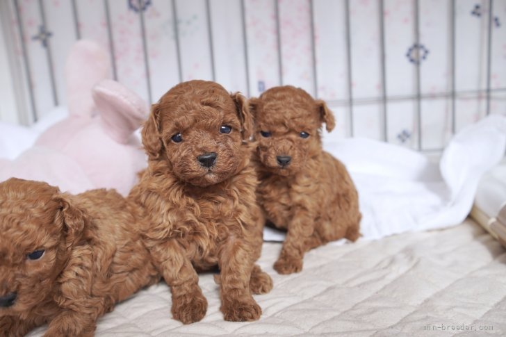 浜田じゅんブリーダーのブログ：12月生まれのプードルの子犬達