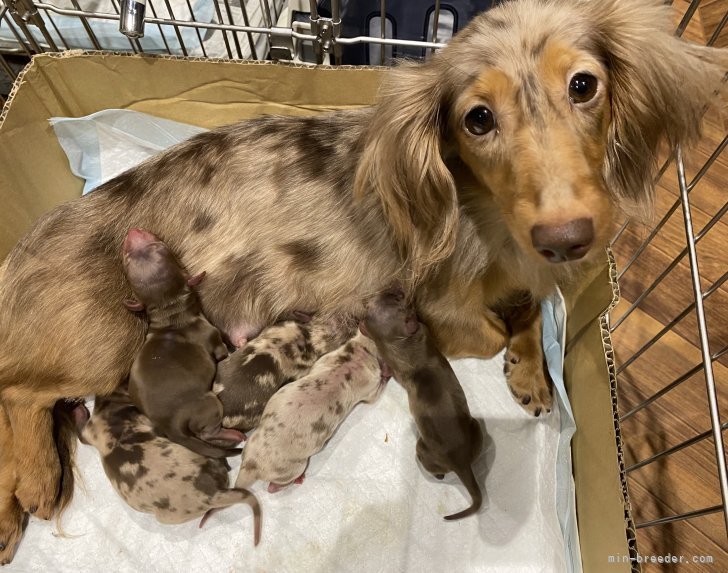 三品明子ブリーダーのブログ：チョコ系子犬たくさん生まれました！