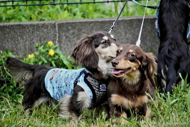 三品明子ブリーダーのブログ：ドッグランダックスDAYの看板犬をしました！