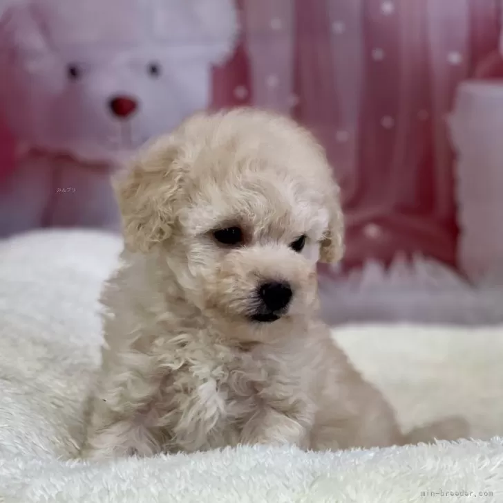 ID：2502-02833の子犬