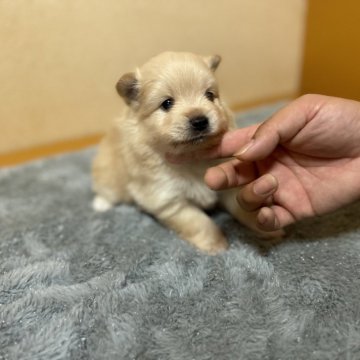 ポメラニアン【岐阜県・男の子・2024年10月12日・クリーム】の写真「鼻が短い」