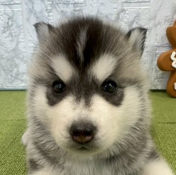 シベリアンハスキー【静岡県・女の子・2024年9月20日・ブラック&ホワイト】の写真「つぶらな瞳の女の子🐶11/16まで販売可」