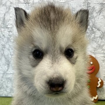 シベリアンハスキー【静岡県・男の子・2024年9月20日・シルバー&ホワイト】の写真「控えめな男の子🐶11/16まで販売可」