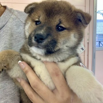 柴犬(標準サイズ)【滋賀県・男の子・2024年10月31日・赤】の写真「おっとり可愛い配色の男の子です🐶♪」