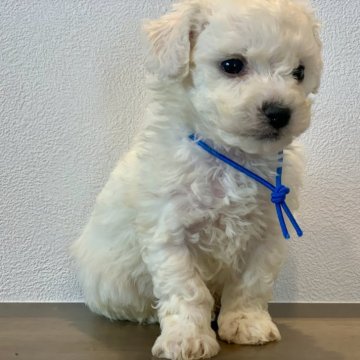 ビションフリーゼ【滋賀県・男の子・2024年10月16日・ホワイト】の写真「ミニビションな男の子🐶🧢💓」