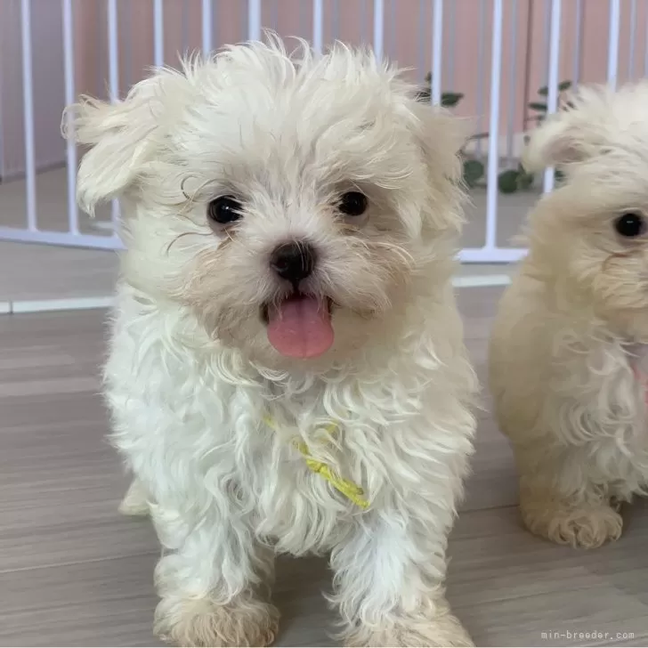 モナ 様のお迎えした子犬