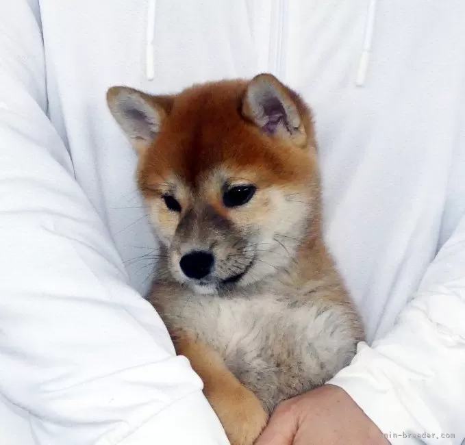 綺麗な顔立ちの赤柴雌子犬です。 | 柴犬(標準サイズ)