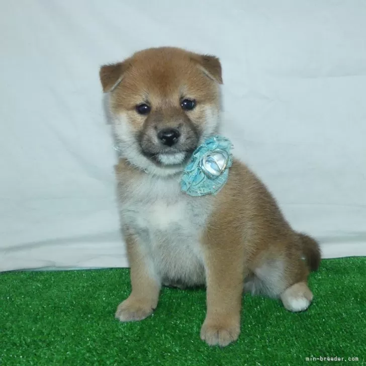 柴犬【静岡県・男の子・2024年9月27日・赤】綺麗な顔立ちの赤柴オス子犬です。｜みんなのブリーダー（子犬ID：2411-01111）