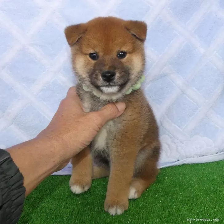 綺麗な顔立ちの赤柴オス子犬です。 | 柴犬(標準サイズ)