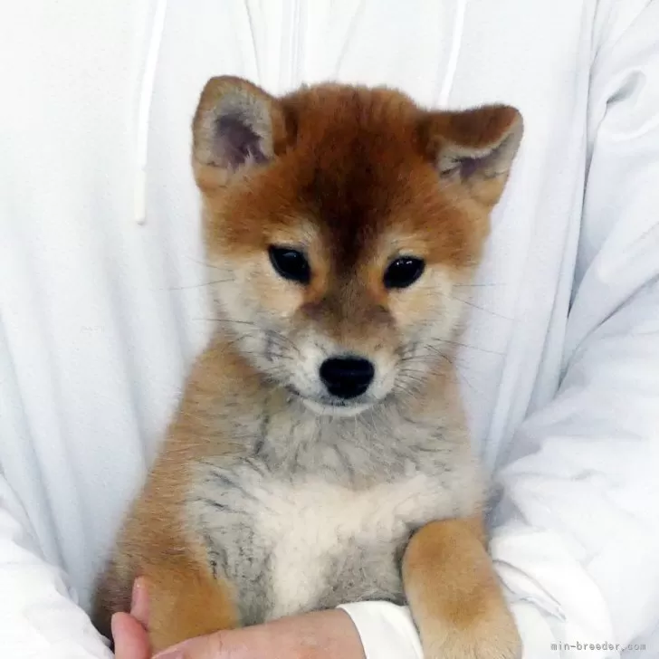 柴犬(標準サイズ)【静岡県・女の子・2024年9月27日・赤】の写真1「左側の耳も後1週間くらいで立ちます。」