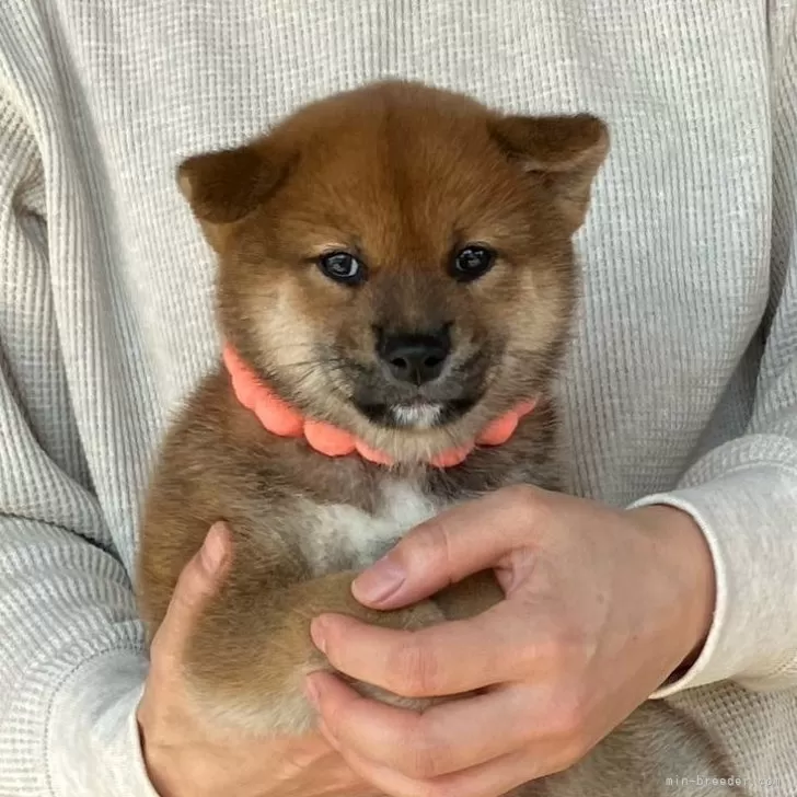 N.S 様のお迎えした子犬