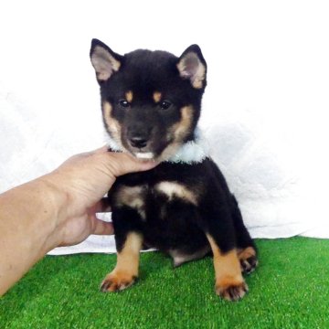 柴犬(豆柴)【静岡県・男の子・2025年7月25日・黒】の写真「綺麗な顔立ちの黒豆柴オスです」