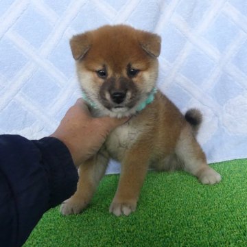 赤色(赤柴)の柴犬の子犬を探す｜ブリーダー直販の子犬販売【みんなのブリーダー】