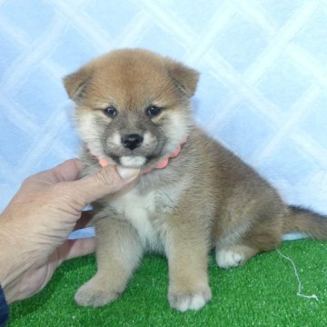 柴犬(標準サイズ)【静岡県・女の子・2024年10月20日・赤】の写真「綺麗な顔立ちの赤柴雌子犬です。」