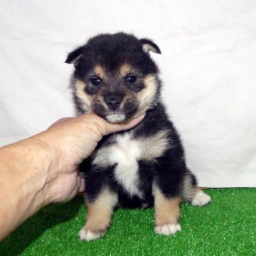 柴犬(豆柴)【静岡県・男の子・2024年10月18日・黒】の写真「綺麗な顔立ちの黒豆柴オスです。」