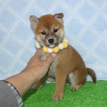 柴犬(標準サイズ)【静岡県・女の子・2024年9月27日・赤】の写真「綺麗な顔立ちの赤柴雌子犬です。」