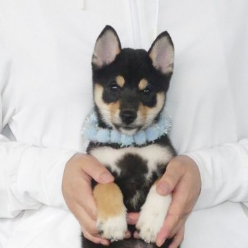 柴犬(豆柴)【静岡県・男の子・2025年6月19日・黒】の写真「綺麗な顔立ちの黒豆柴オスです。」