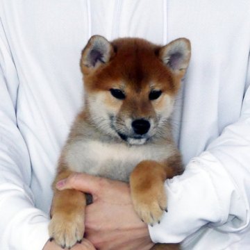 柴犬(標準サイズ)【静岡県・男の子・2024年9月27日・赤】の写真「綺麗な顔立ちの赤柴オス子犬です。」