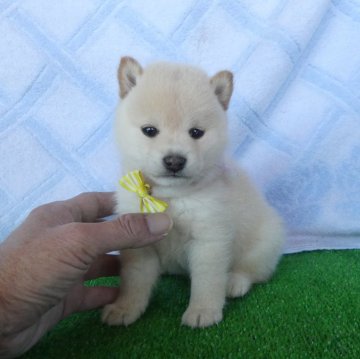 柴犬(豆柴)【静岡県・女の子・2024年12月1日・白】の写真「綺麗な顔立ちの白豆柴女の子です！」