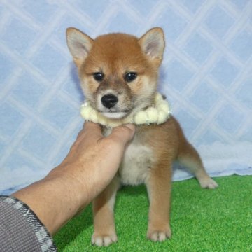 柴犬(標準サイズ)【静岡県・女の子・2024年9月27日・赤】の写真「綺麗な顔立ちの赤柴雌子犬です。」