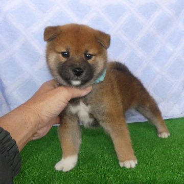 柴犬(標準サイズ)【静岡県・男の子・2024年10月14日・赤】の写真「綺麗な顔立ちの赤柴オス子犬です。」