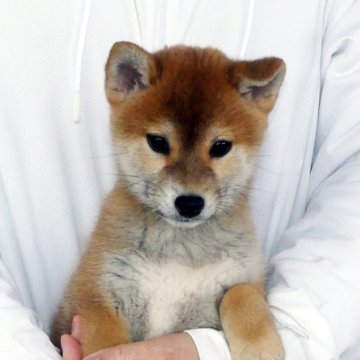 柴犬(標準サイズ)【静岡県・女の子・2024年9月27日・赤】の写真「綺麗な顔立ちの赤柴雌子犬です。」