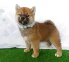 柴犬(標準サイズ)【静岡県・男の子・2025年2月16日・赤】の写真2