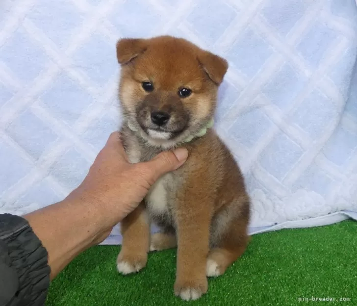 綺麗な顔立ちの赤柴オス子犬です。 | 柴犬(標準サイズ)