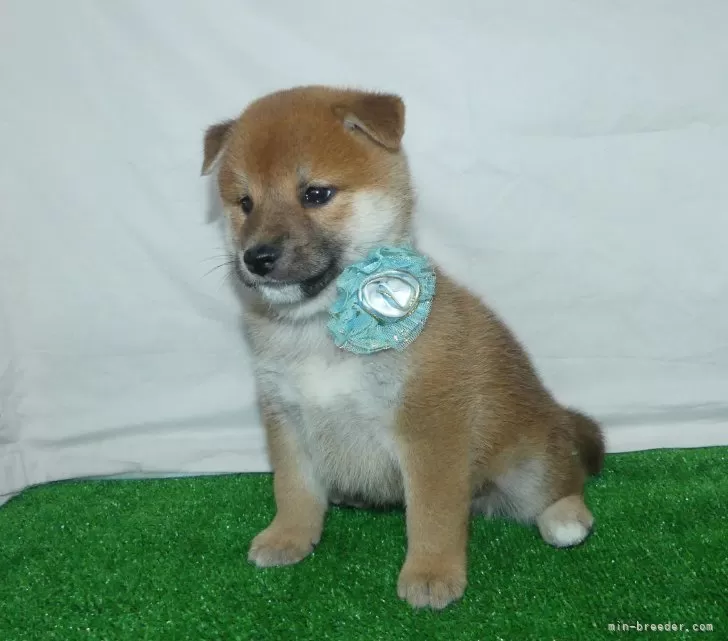 綺麗な顔立ちの赤柴オス子犬です。 | 柴犬(標準サイズ)