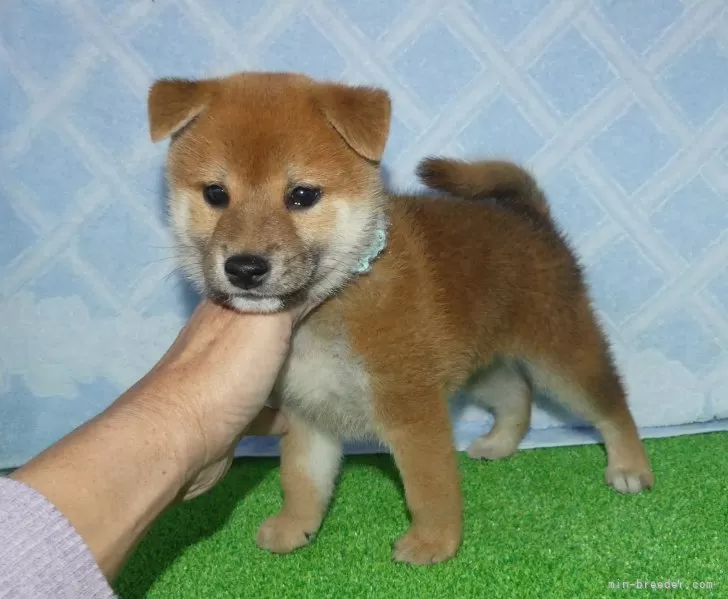 柴犬【静岡県・男の子・2024年9月27日・赤】綺麗な顔立ちの赤柴オス子犬です。｜みんなのブリーダー（子犬ID：2411-01111）