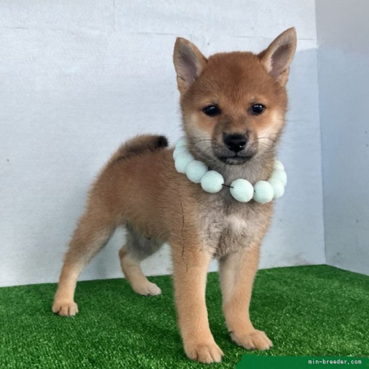 綺麗な顔立ちの赤豆柴オス子犬です。 | 豆柴