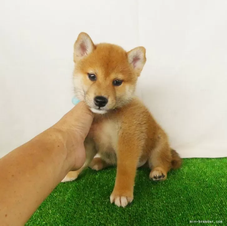 綺麗な顔立ちの赤柴オス子犬です。 | 柴犬(標準サイズ)