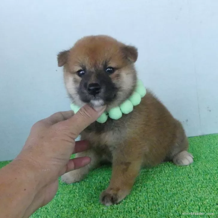 綺麗な顔立ちの赤柴オス子犬です。 | 柴犬(標準サイズ)