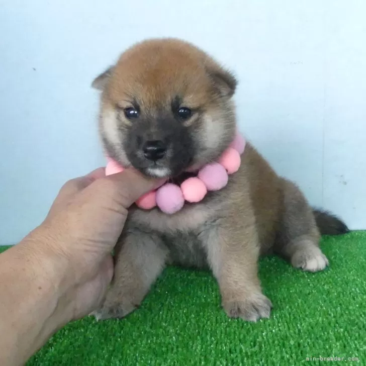 柴犬(標準サイズ)【静岡県・女の子・2024年7月6日・赤】の写真1