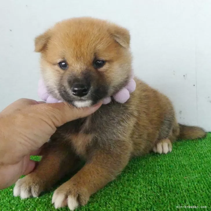 柴犬(標準サイズ)【静岡県・男の子・2024年8月2日・赤】の写真1