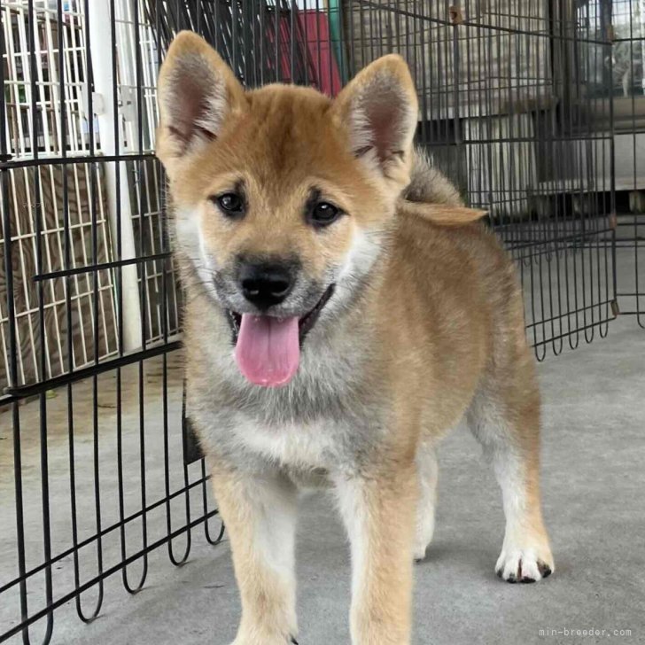 綺麗な顔立ちの赤柴オス子犬です。 | 柴犬(標準サイズ)