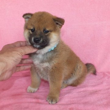 柴犬(標準サイズ)【静岡県・男の子・2023年2月6日・赤】の写真「綺麗な顔立ちの赤柴オス子犬です。」