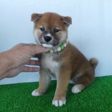 柴犬(標準サイズ)【静岡県・男の子・2024年4月28日・赤】の写真「綺麗な顔立ちの赤柴オス子犬です。」